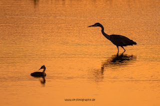 Wildlifefotografie Lippeaue Sonnenuntergang Graureiher