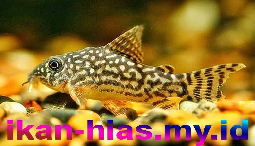 Corydoras ikan hias air tawar mudah dipelihara