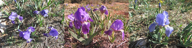 CAL ROTLLAT - FONDO DEL TOTARREU - COLL DELS CARRERS - PUIG DE VILAFRANCA - MASIA DE LA COSTA, lliris de barraca al Coll dels Carrers