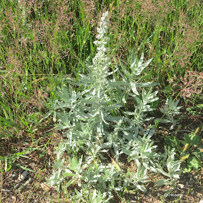 Artemisia ludoviciana, Louisiana sagewort