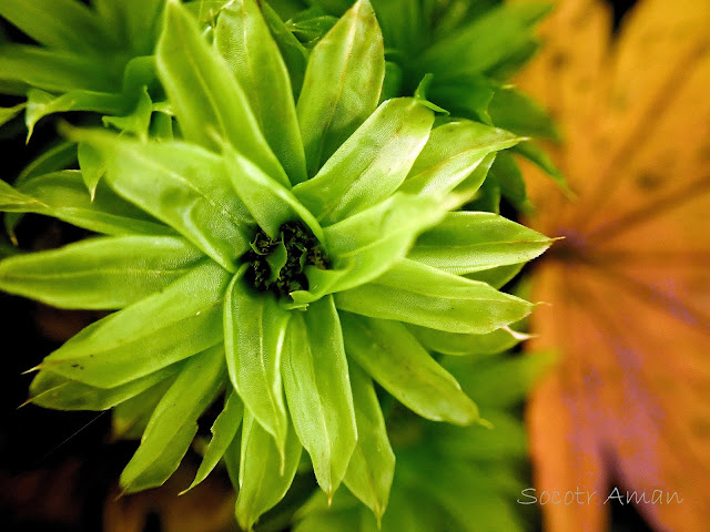 Rhodobryum giganteum