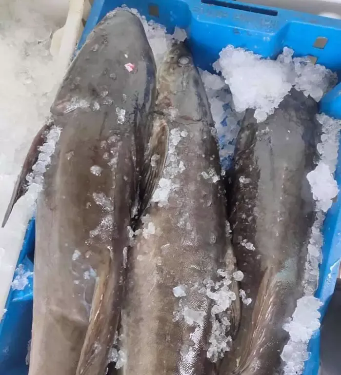 Cá Bớp Phú Quốc