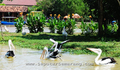 akcayatour, Kebun Binatang Tinjomoyo, Travel Malang Semarang, Travel Semarang Malang, Wisata Semarang