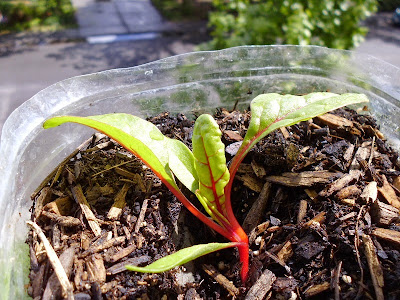 2 week old chard