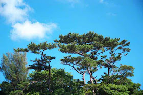 nature, trees, sky, Okinawa