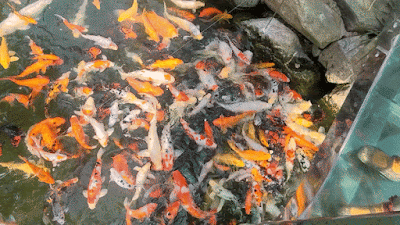 부산 해운대 가볼만한곳-해운대구청 비단잉어 연못- 먹이주기 체험