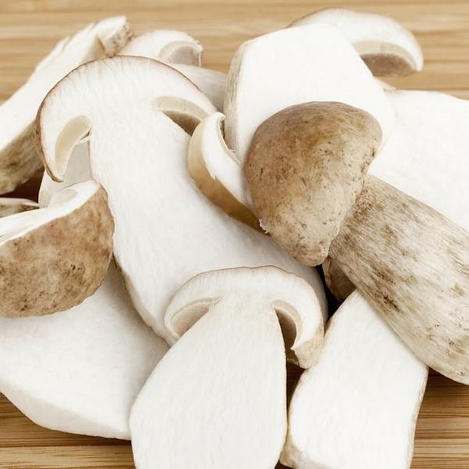 Mushroom Supplier Company in Navi Mumbai | Mushroom Supplier Company in India | Biobritte Agro Solutions Private Limited