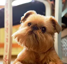 Brussels Griffon