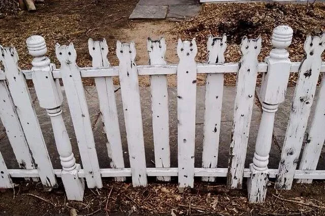 Cat head backyard fence is delightful