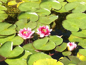 Lotus flowers on a pond with leaves