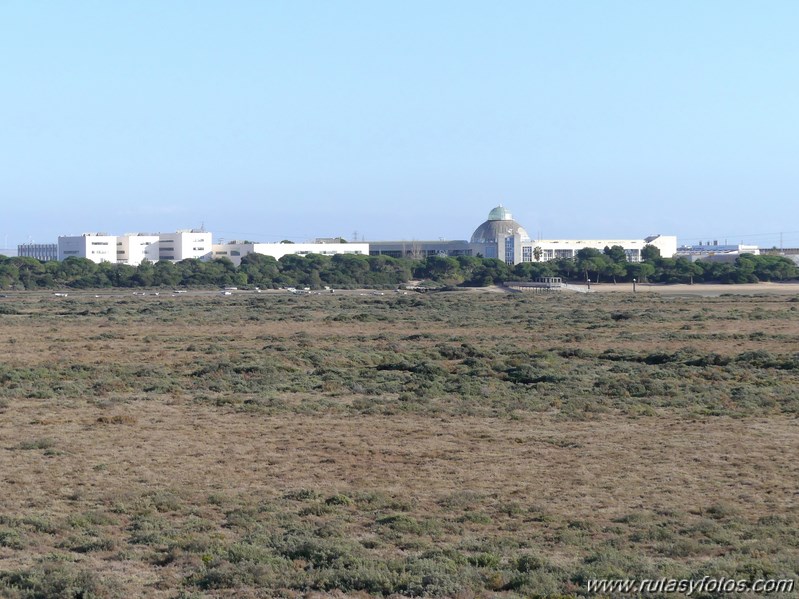 Marisma de los Toruños y Pinar de la Algaida