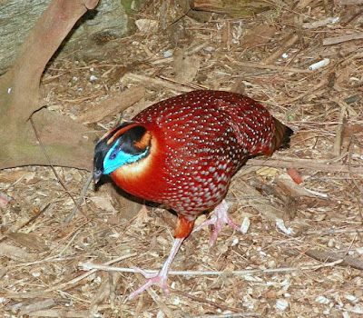 Smithsonian's National Zoo in Washington DC