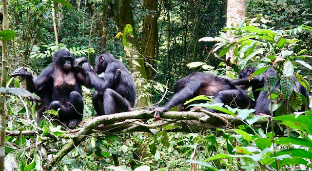 bonobos curiosciencia