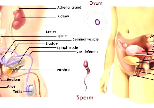 Human Reproductive System - The Human Reproductive System
