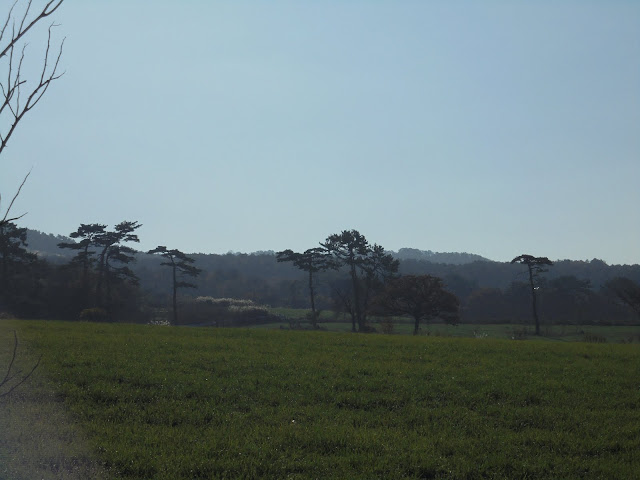 大山牧場の牧草地の風景