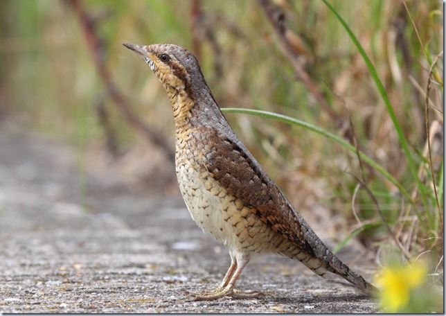 wryneck7