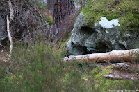 Couché dans le bois