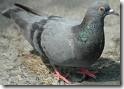 piccione