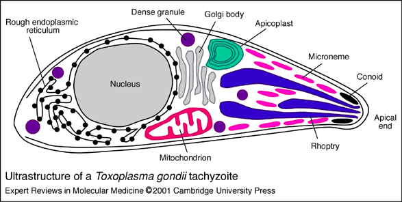 Hình thái của oxoplasma gondii