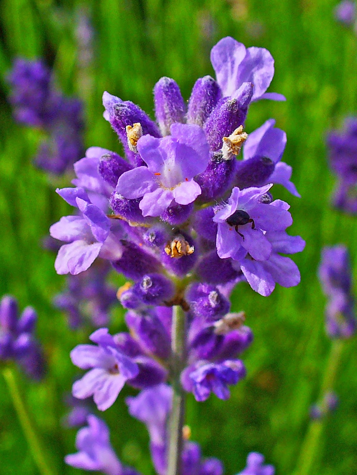 TAMAN BUNGA BUNGA LAVENDER DAN MANFAATNYA