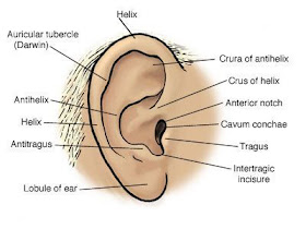 Simple ear diagrams | Ear diagram with labels | Inner ear diagram