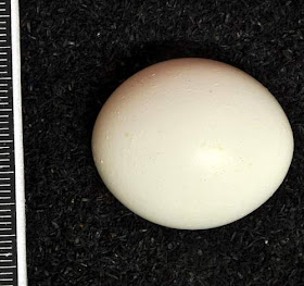 Athene noctua egg