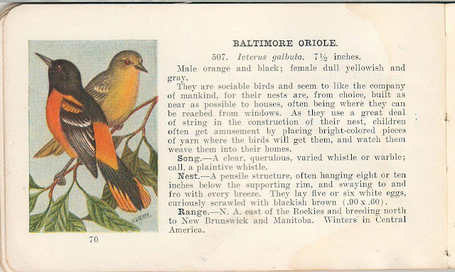 Birds Of Texas Field Guide