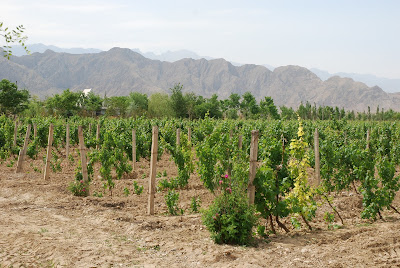 Vin Ningxia domaine Jiabeilan China wine