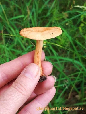 Falsk kantarell,  Narrkantarell, Hygrophoropsis aurantiaca, inte kantarell, svamp, sösdala,