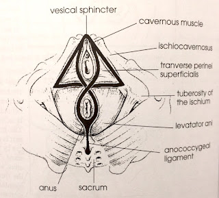 The triangle and figure of eight of the pelvic floor. Credit Eric Franklin