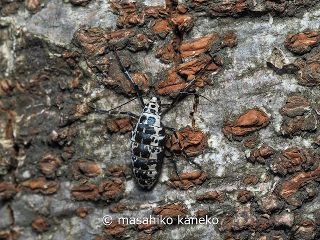 チャバネフユエダシャク♀