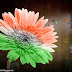 Independence Day Image - 68th Independence Day