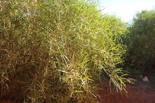 Gelambir Garam (Acacia Ampliceps)