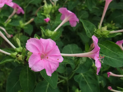 √ダウンロード 紫 花 春 183066-春天 花 紫