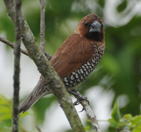 Scaly-breasted Munia (Lonchura punctulata)