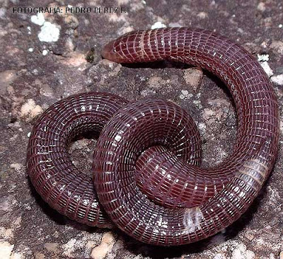 Culebrilla ciega Blanus cinereus