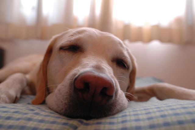 sleeping-dog-labrador-cute