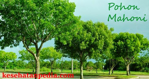 Image result for pohon mahoni