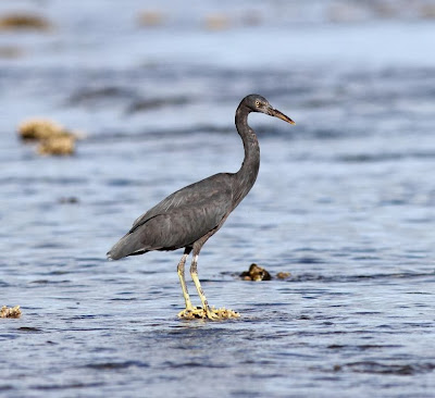 Pacific Reef-egret