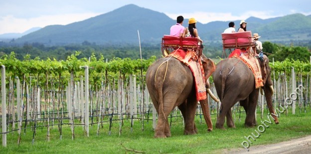 Cưỡi voi ngắm cảnh ở Hua Hin vineyard