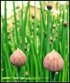 chive flowers