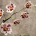 Orchid Vuylstekeara