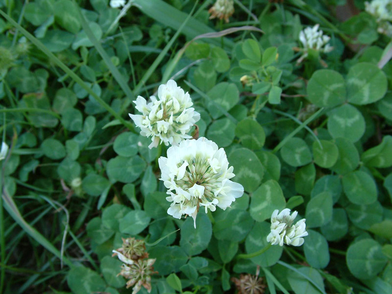 Clover Seeds