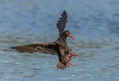 African Black Oystercatcher - Woodbridge Island / Table Bay Nature Reserve