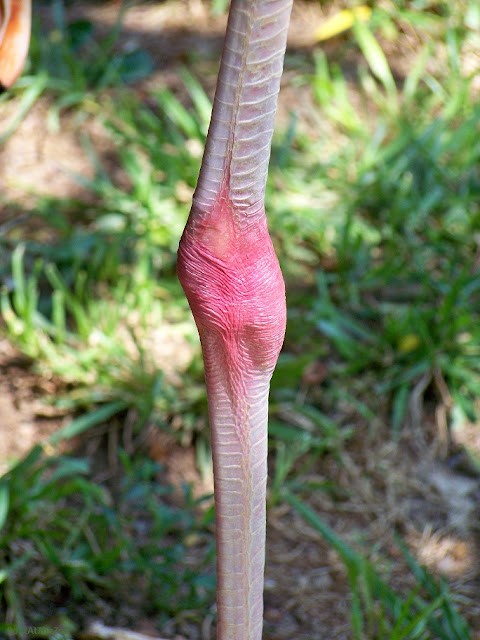 This Caribbean flamingo has gray legs and pink knees.