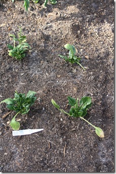 garden 006