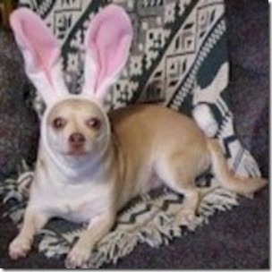 perros pascua (12)