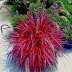 Red Fountain Grass - Pennisetum Rubrum