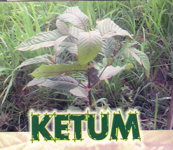 SeaparkPJ: DAUN KETUM