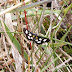 A good find........at Strumble.